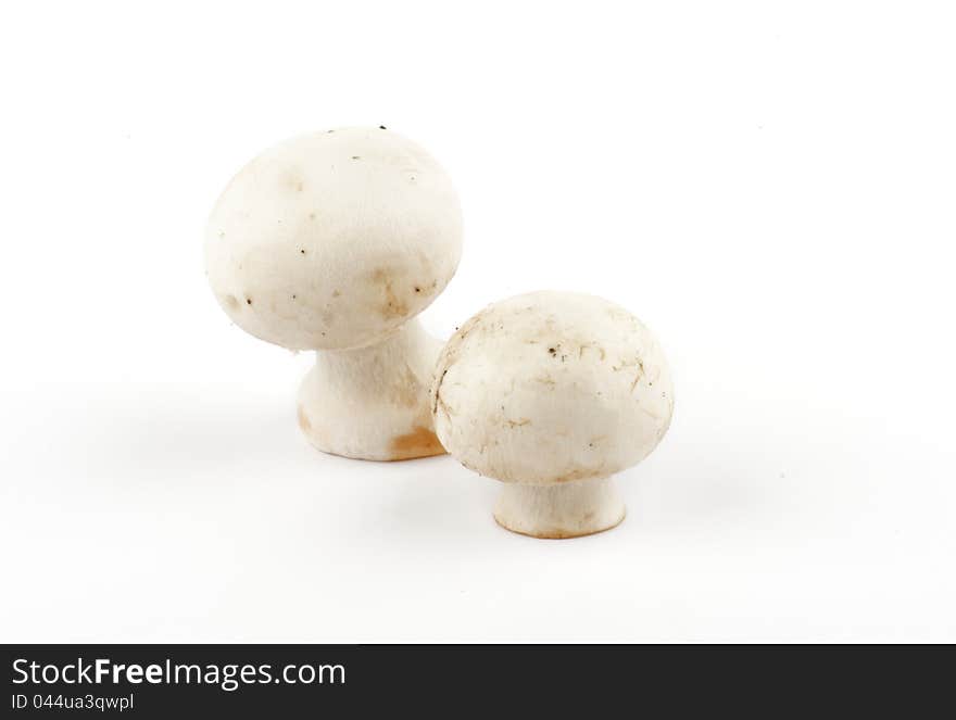 White Champignon Mushroom on white background