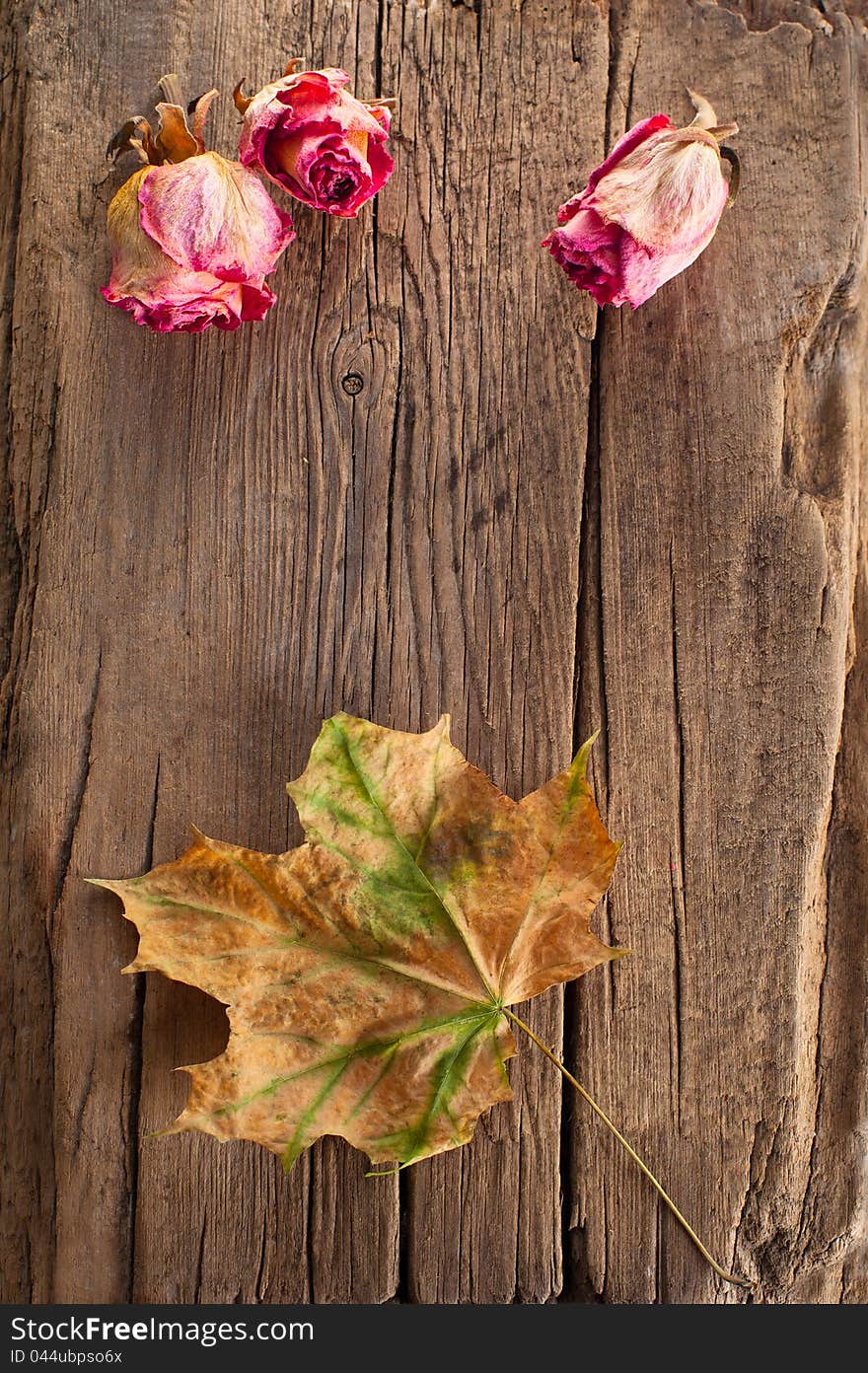 Dry roses and maple leaf on old wooden background