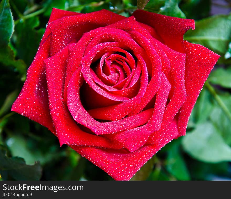 Red roses mean love and passion.