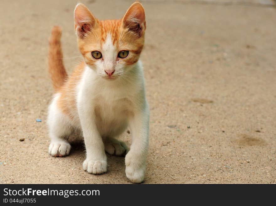 Orange kitty with hazel eyes standing. Orange kitty with hazel eyes standing