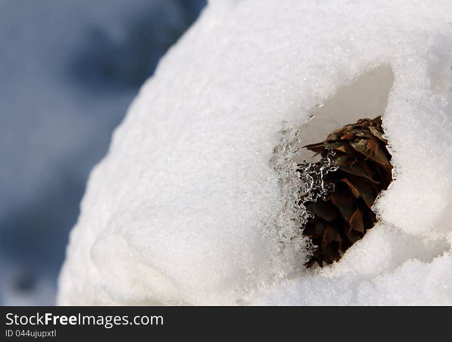 Christmas tree cone frozen in the snow drift. Christmas tree cone frozen in the snow drift