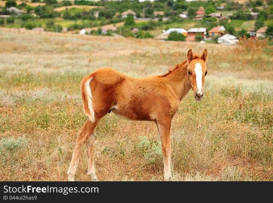 Brown foal on a meadow near a village