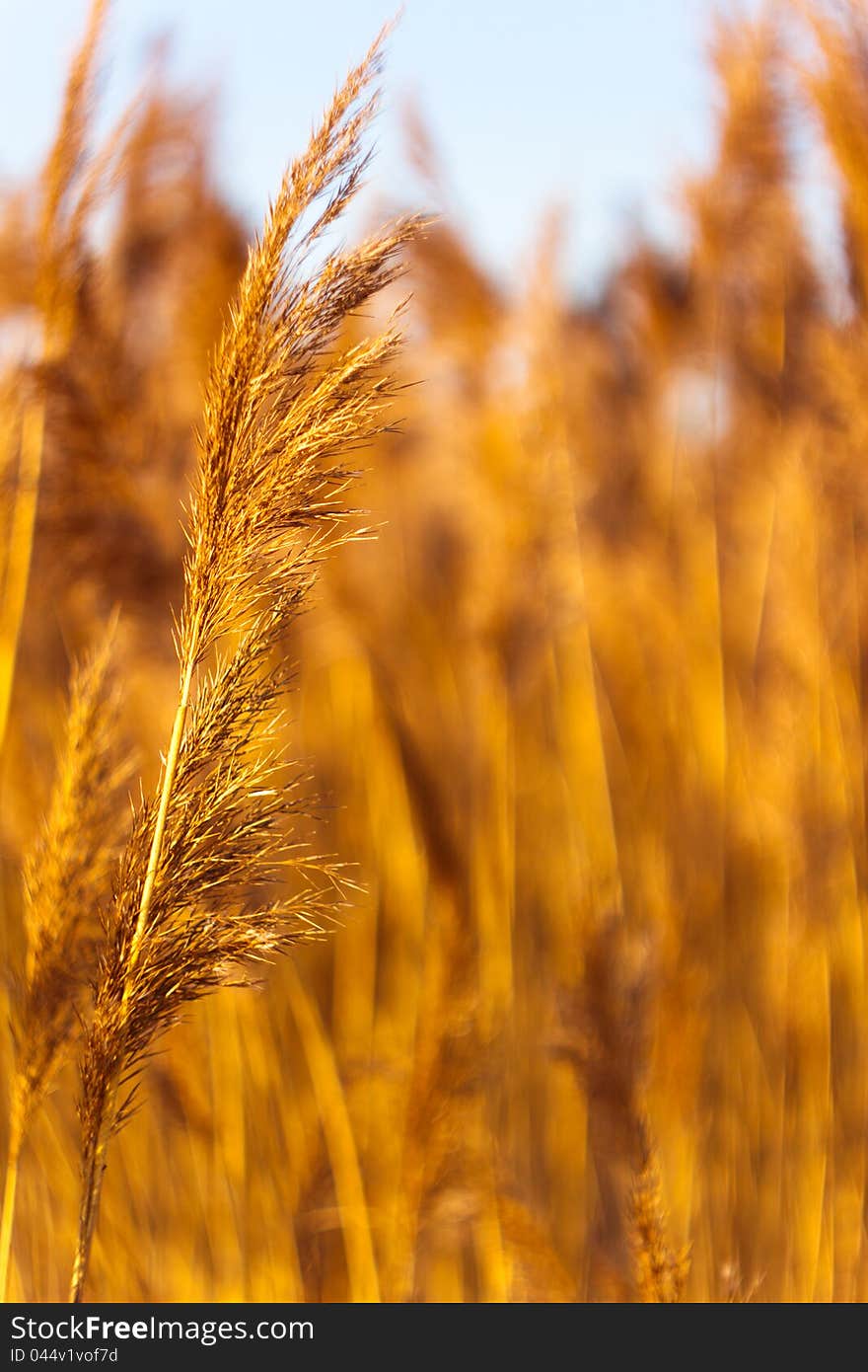 Dried reed in the winter with smoothed background