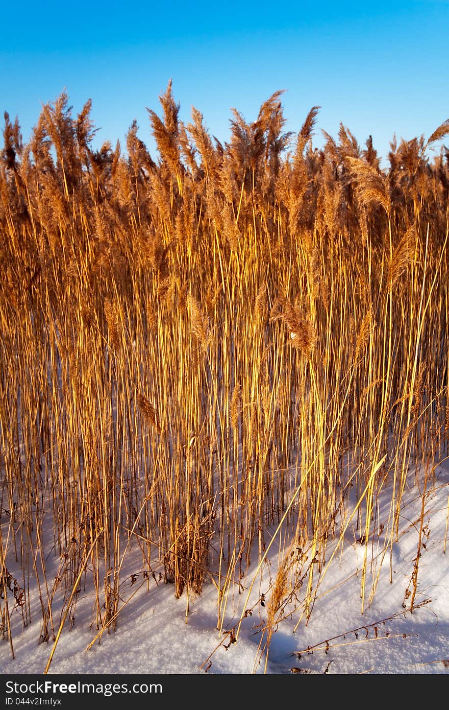 Reed in the sky background. Reed in the sky background