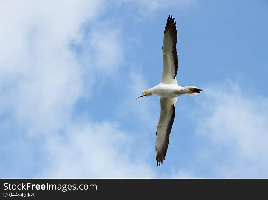 Gannet flying over head