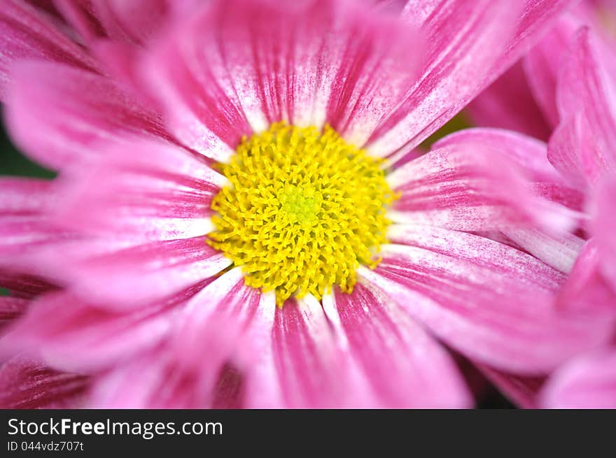 Pink daisy in garden