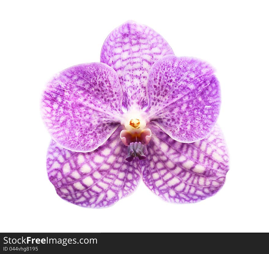 Purple orchid isolated on white background