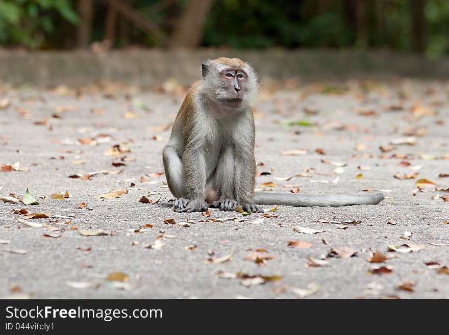 Macaca fascicularis