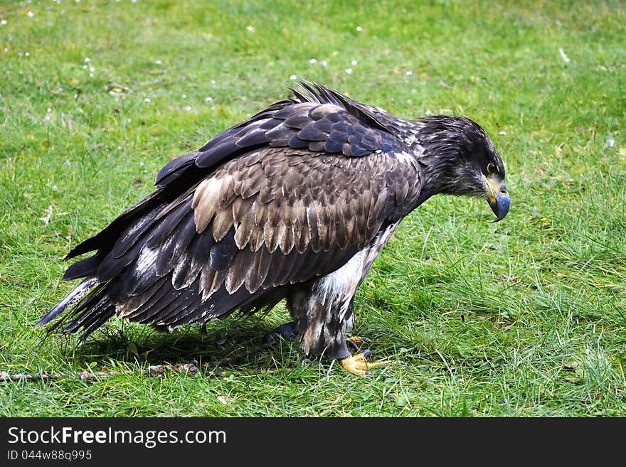 Bald Eagle