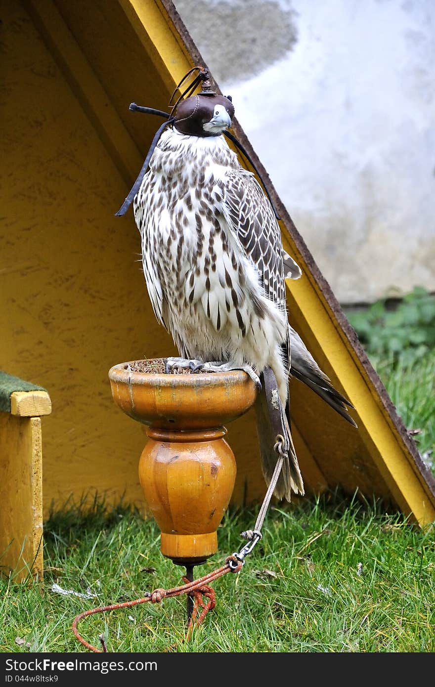 Gyr Falcon