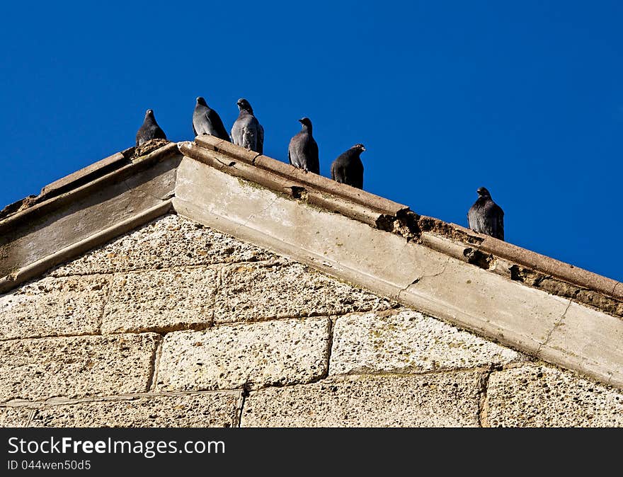 Pigeons staged gatherings, on the roof of the old stone building. The sun warmed the old stones, and now they produce heat. Pigeons staged gatherings, on the roof of the old stone building. The sun warmed the old stones, and now they produce heat.