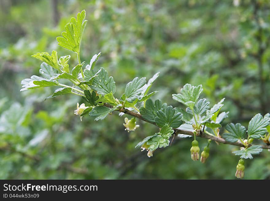 Green gooseberry twig with flowers in spring. Green gooseberry twig with flowers in spring