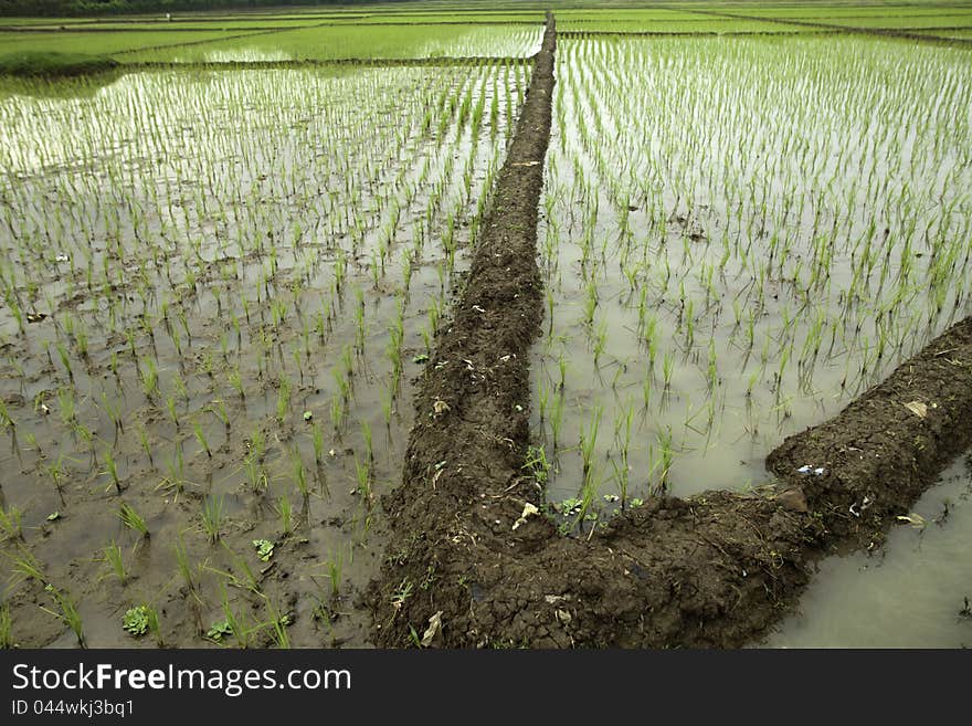 Rice field view at subang-west java-indonesia