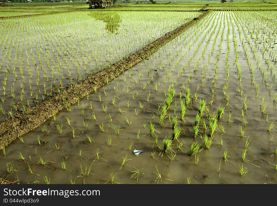 Rice field view at subang-west java-indonesia