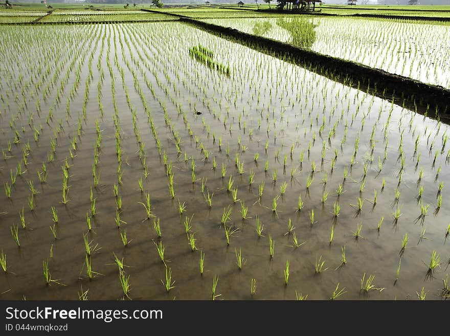 Rice field view at subang-west java-indonesia