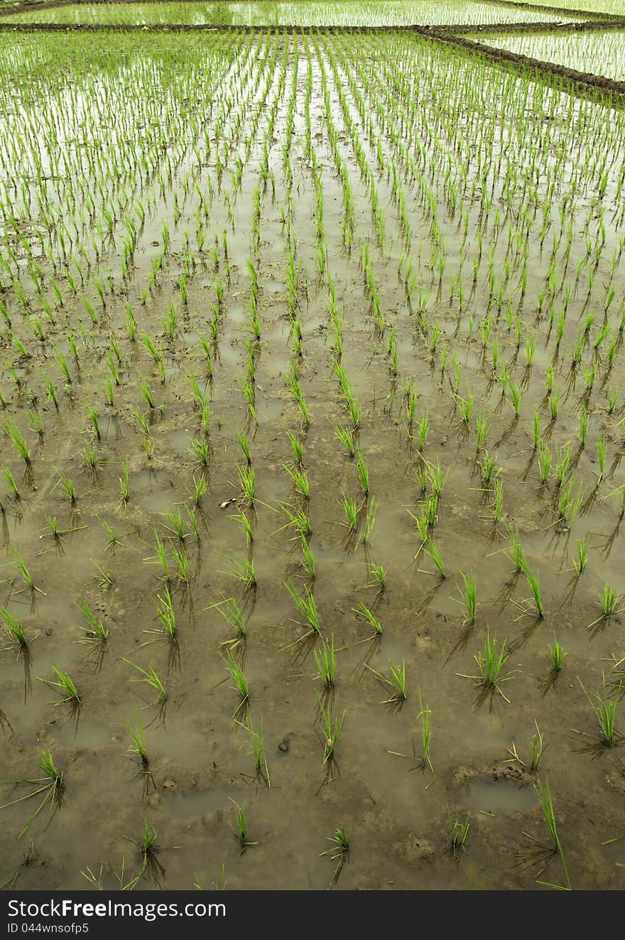 Rice field view at subang-west java-indonesia