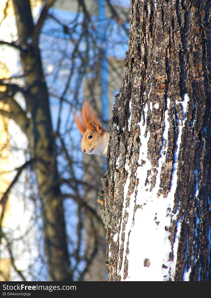 Little squirrel on a tree in winter park