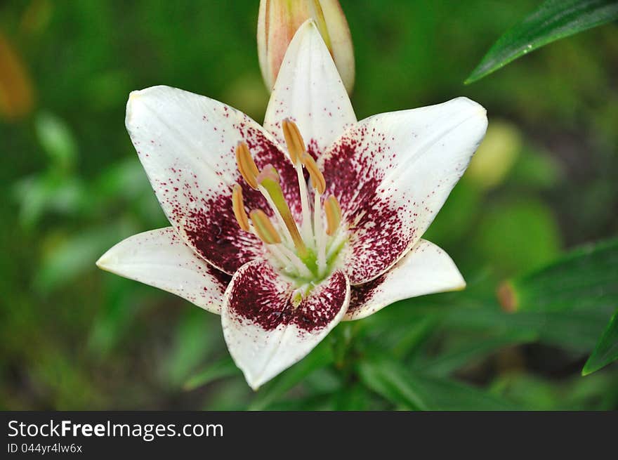 Flower of white lily in drops raining closeup. Flower of white lily in drops raining closeup