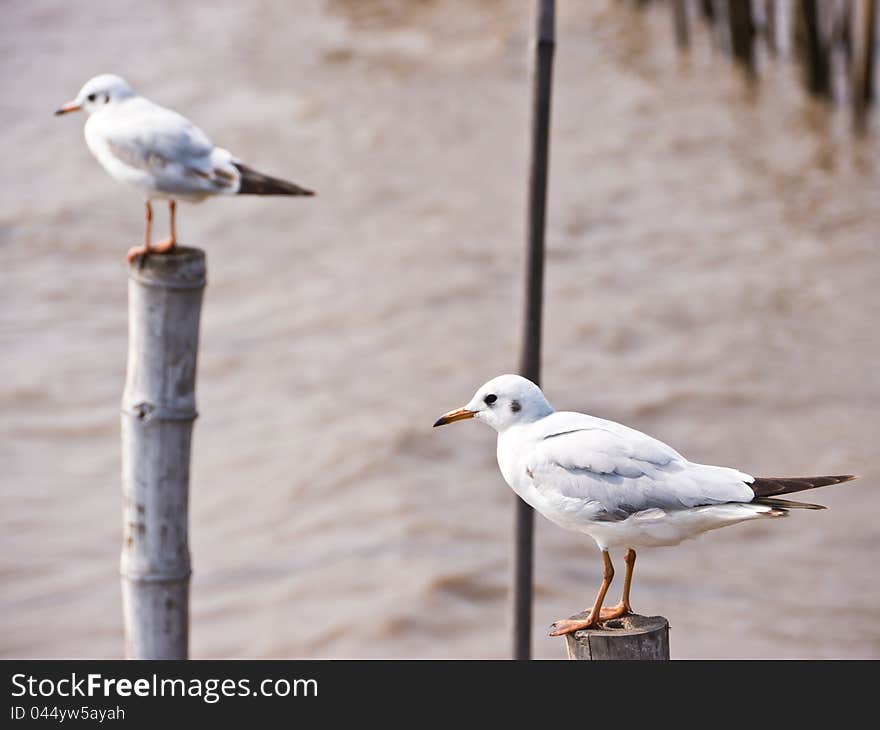Seagull are standing on bamboo post on seashore