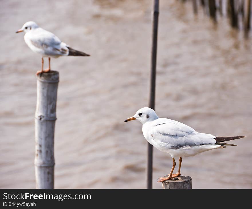 Seagull