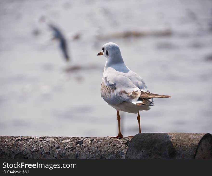 Seagull on seashore in Thailand