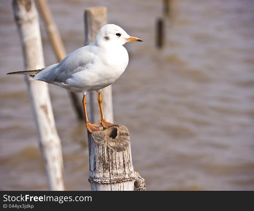 Seagull on bamboo post on seashore