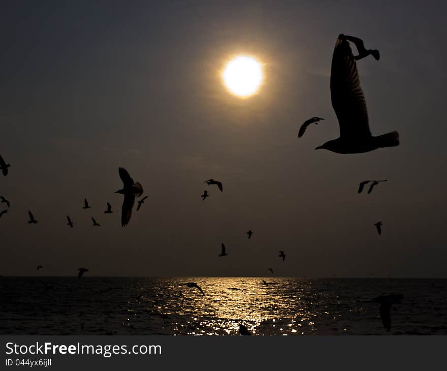 Flock of Seagulls at sunset over the sea. Flock of Seagulls at sunset over the sea