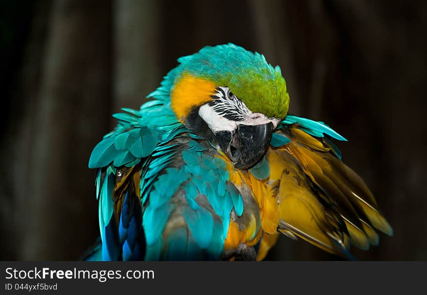 Blue and yellow parrot in cartagena of the indies, columbia. Blue and yellow parrot in cartagena of the indies, columbia