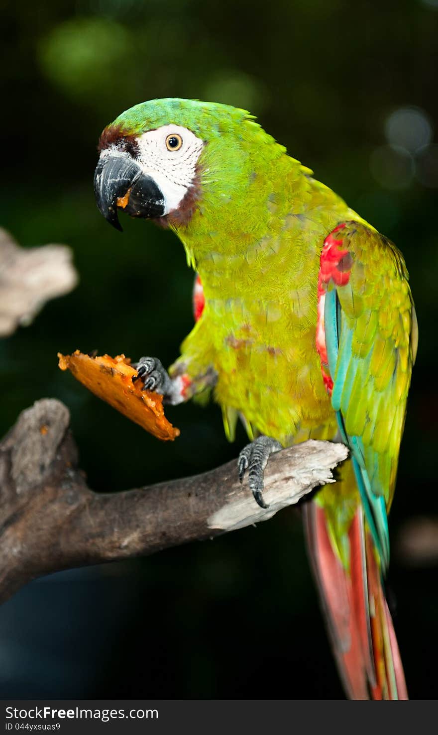 Green parrot eating in Cartagena of the Indies, columbia