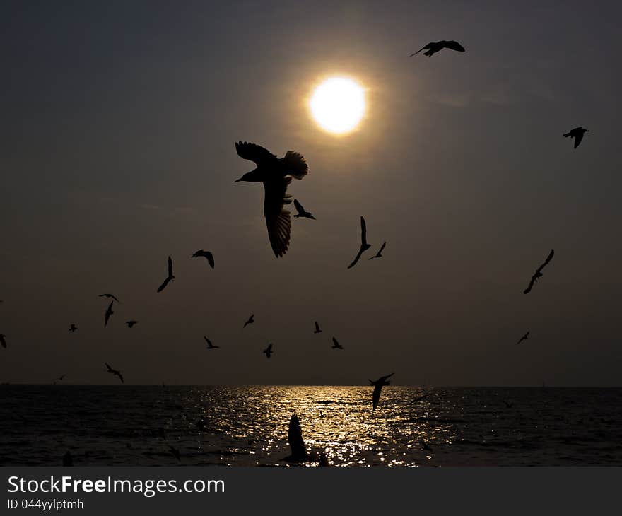 Flock Of Gulls