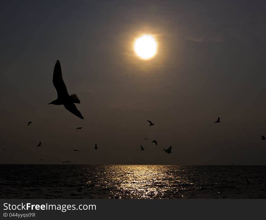 Flock of Seagulls at sunset over the sea. Flock of Seagulls at sunset over the sea