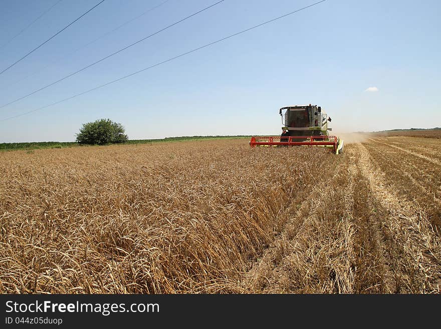 Combine harvester in field wheat