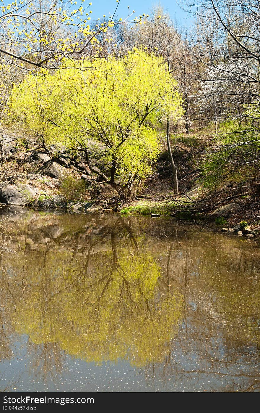 Trees by the lake in the spring, in central park, new york