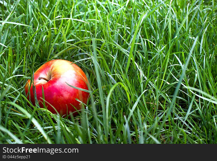 Apple in the grass and dew drops