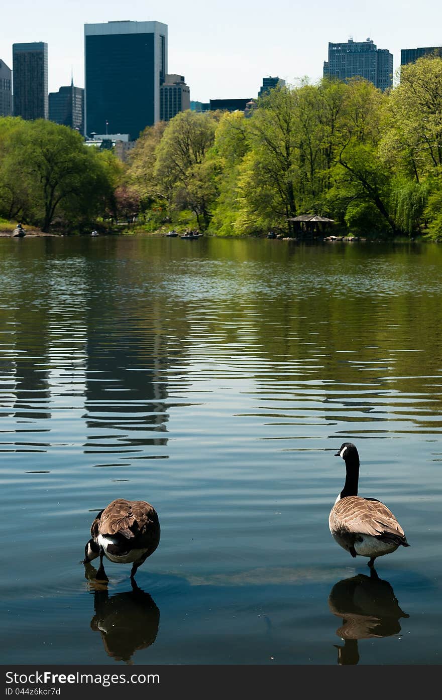 Ducks in central park, new york