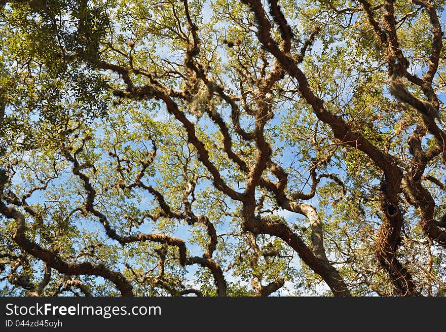 Labyrinth Of Historic Tree Branches