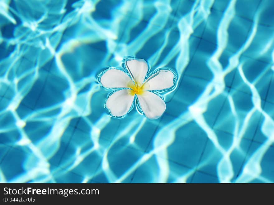 Frangipani flower in Tahiti swimming pool. Frangipani flower in Tahiti swimming pool