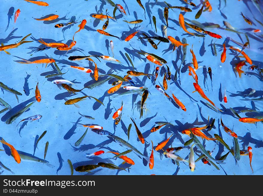 Ornamental fish