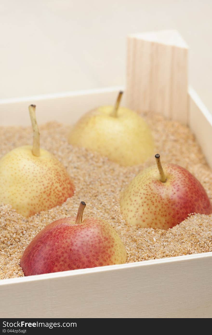 Asian pears in a box filled with sand