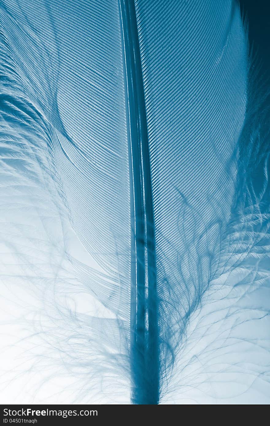 Feather into the dark close up. x-ray effect.