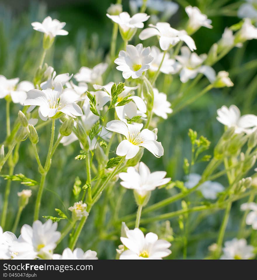 Small white flowers