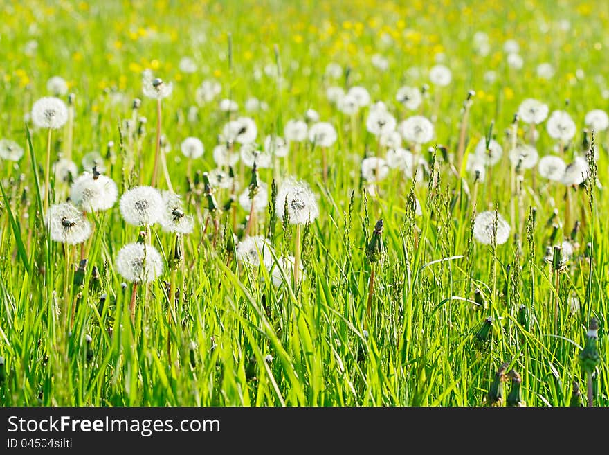 Many dandelions on a field.