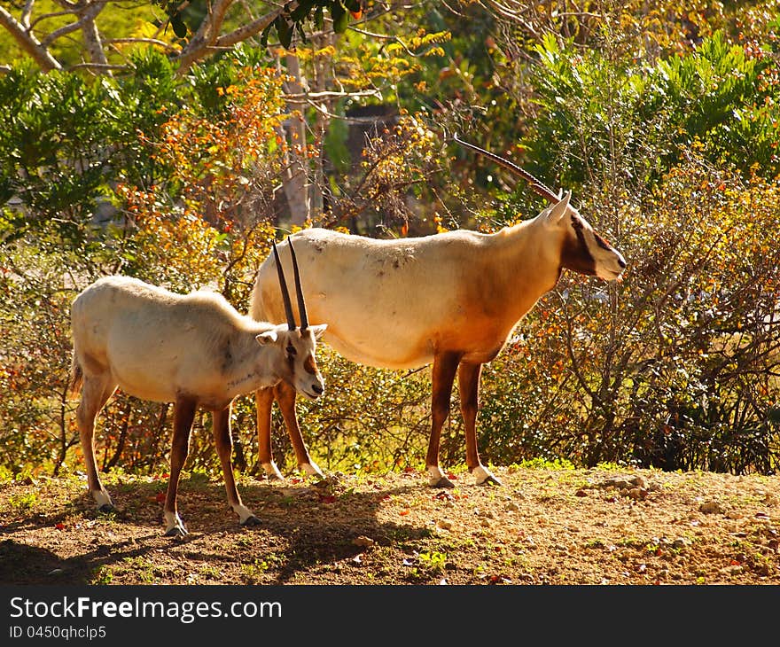 Addax