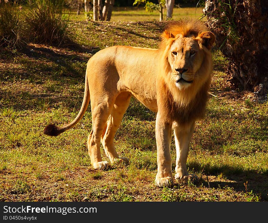 Mail lion staring on light sun on grass, zoo attraction. Mail lion staring on light sun on grass, zoo attraction