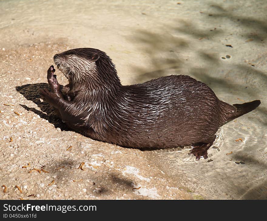 Otter eating