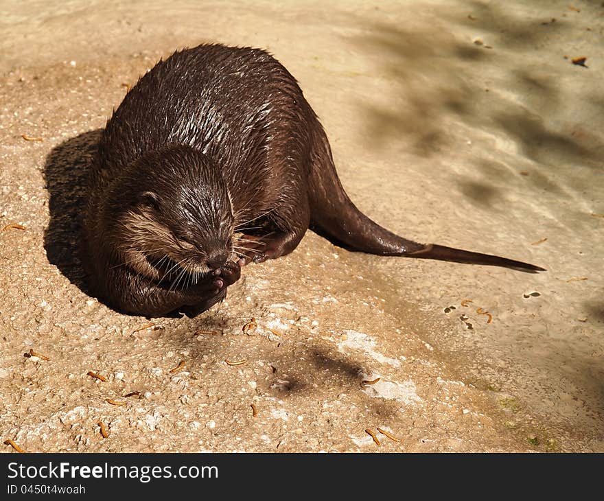 Otter eating