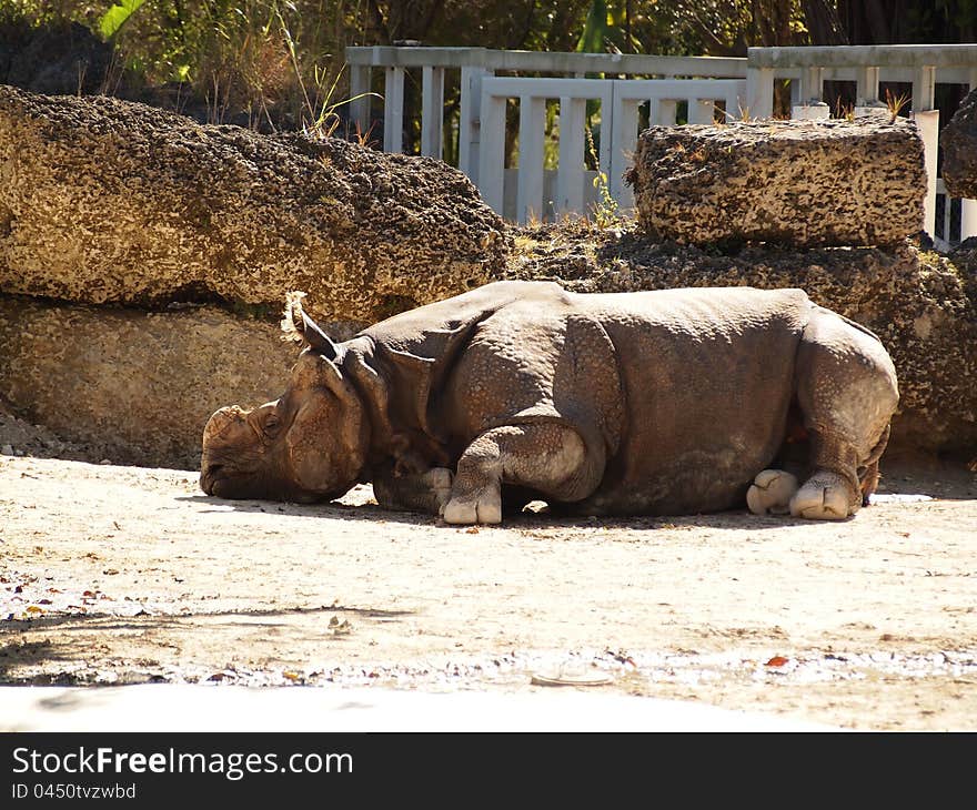 Asian rhinoceros resting at zoo during sunny day at park