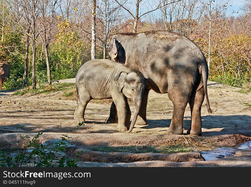 A mother and her baby elephant in a park. A mother and her baby elephant in a park