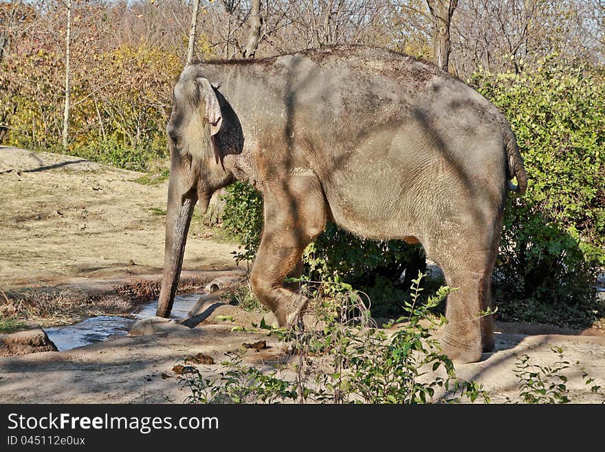 Elephant drinking water