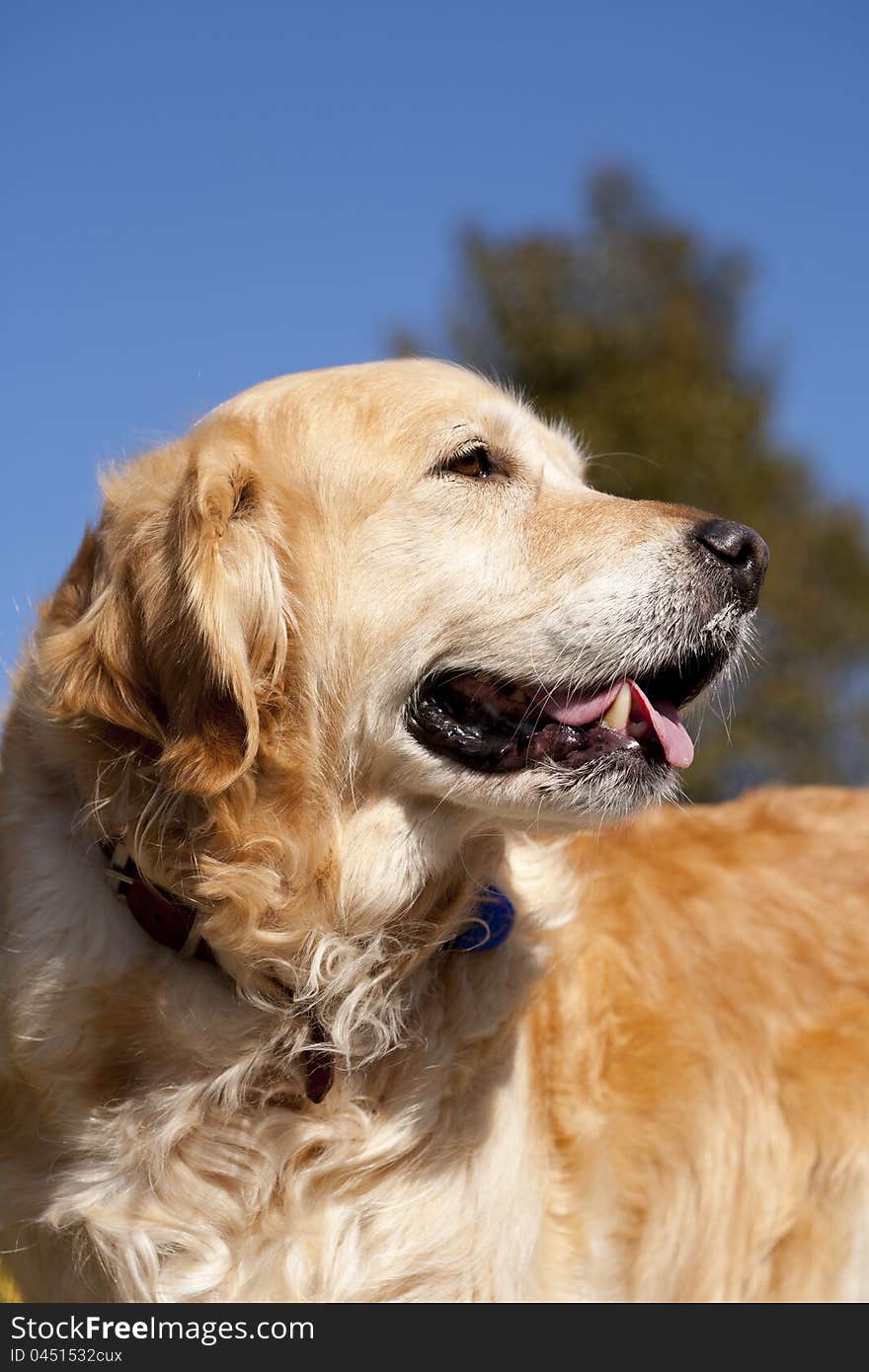 Closeup of a Golden Retriever